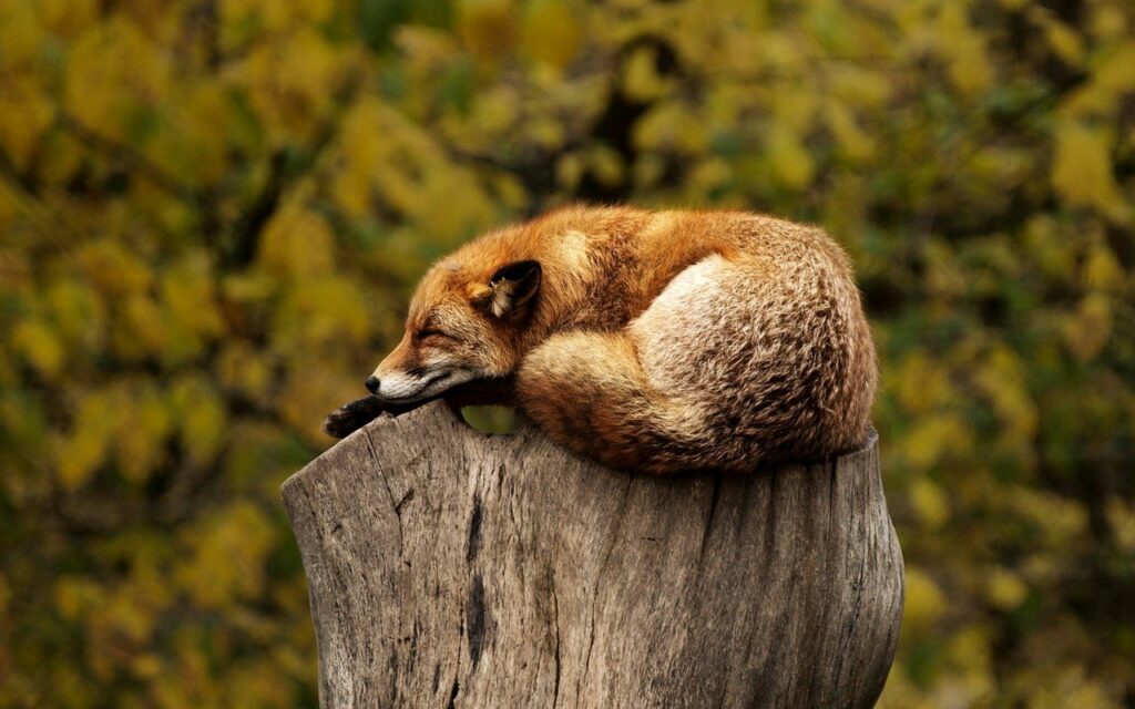 süßer Fox schläft gemütlich Schlafprobleme als Gamer So besser einschlafen können!